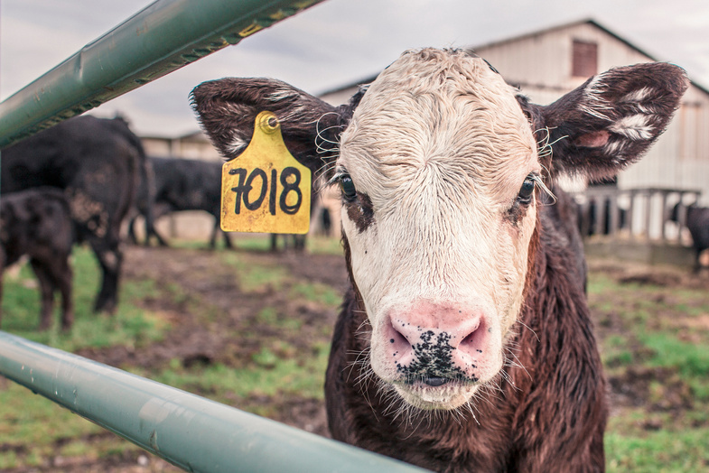 Brown and White Cow in Front of Fence